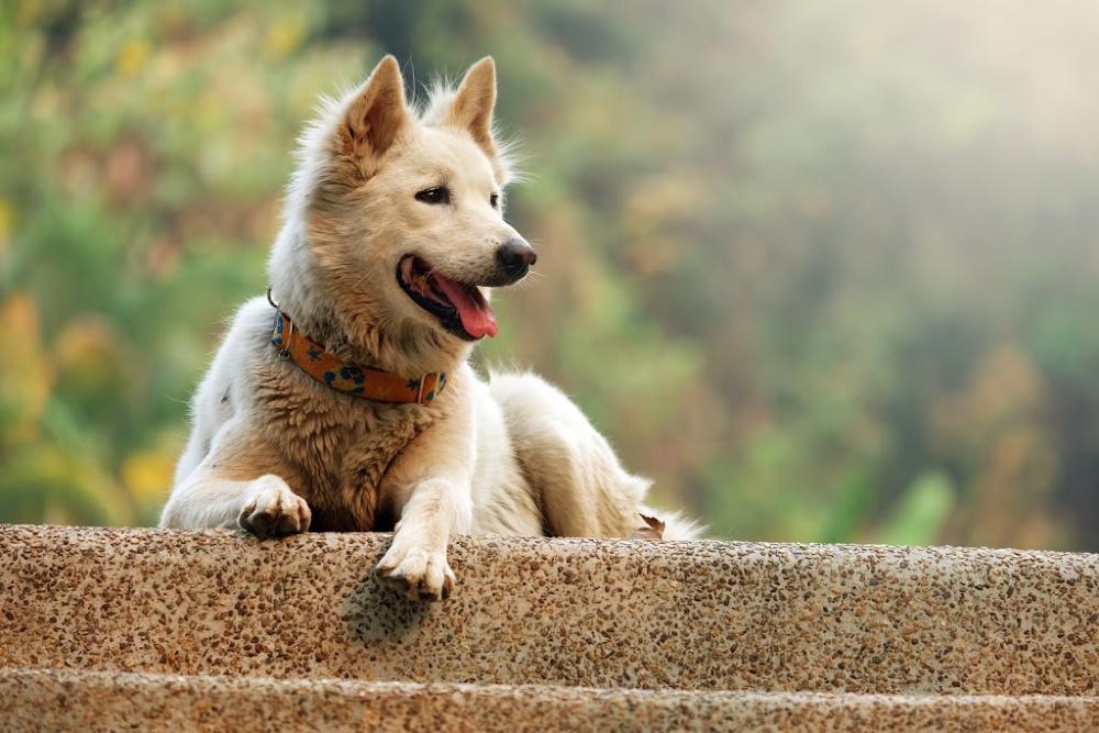 Pick up lost best sale dog